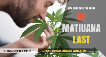 How Long Does the Scent of Marijuana Linger and Persist?