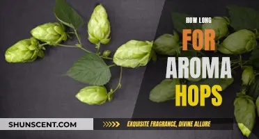 Aroma Hops: How Long Should You Dry Hop?