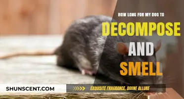 Understanding the Decomposition Process: A Guide for Pet Owners