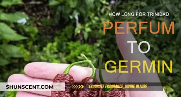 Trinidad Perfume: Germination Time and Care Tips