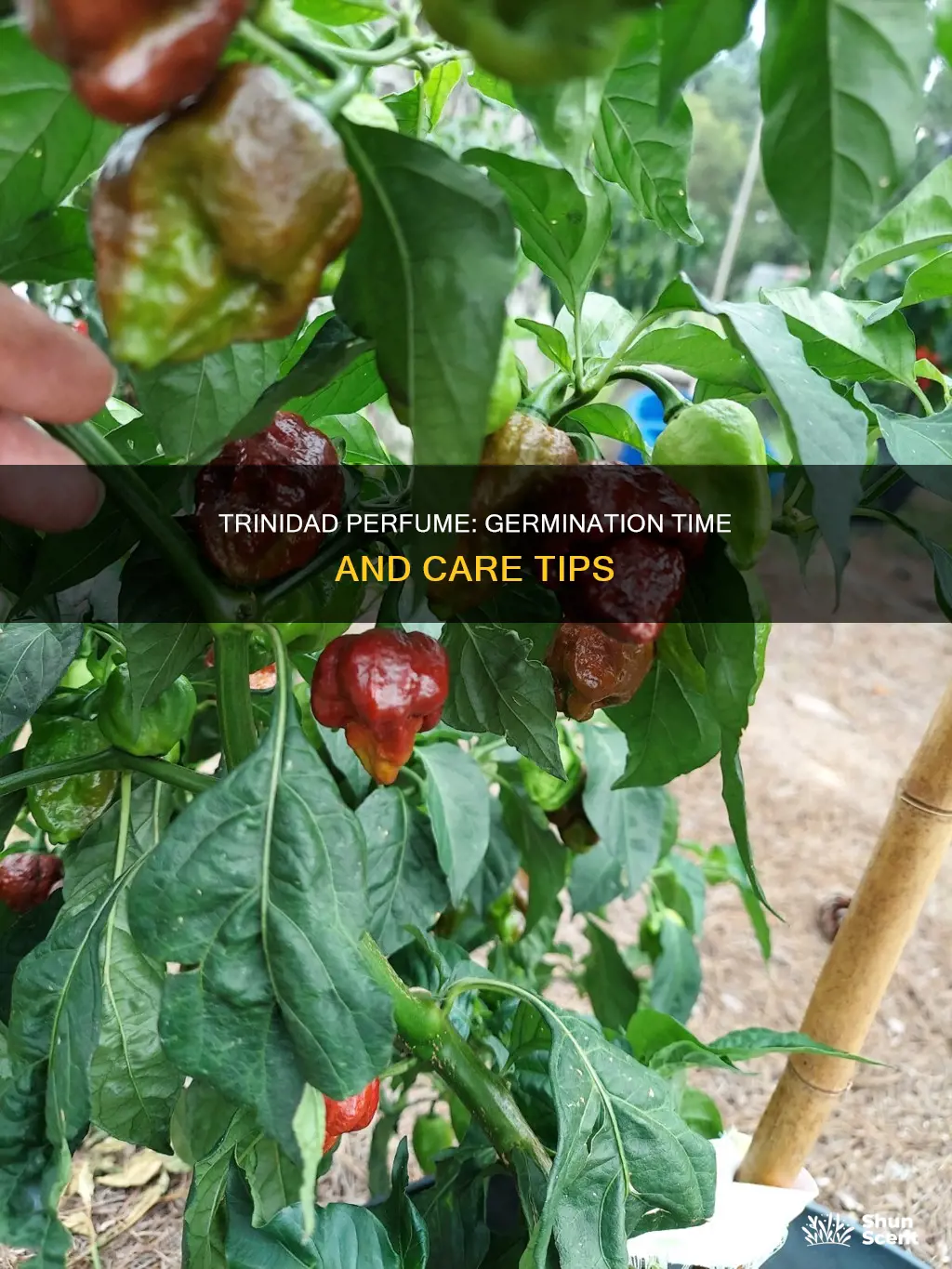 how long for trinidad perfume to germinate