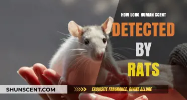 How Long Can Rats Detect Human Scent? Surprising Insights