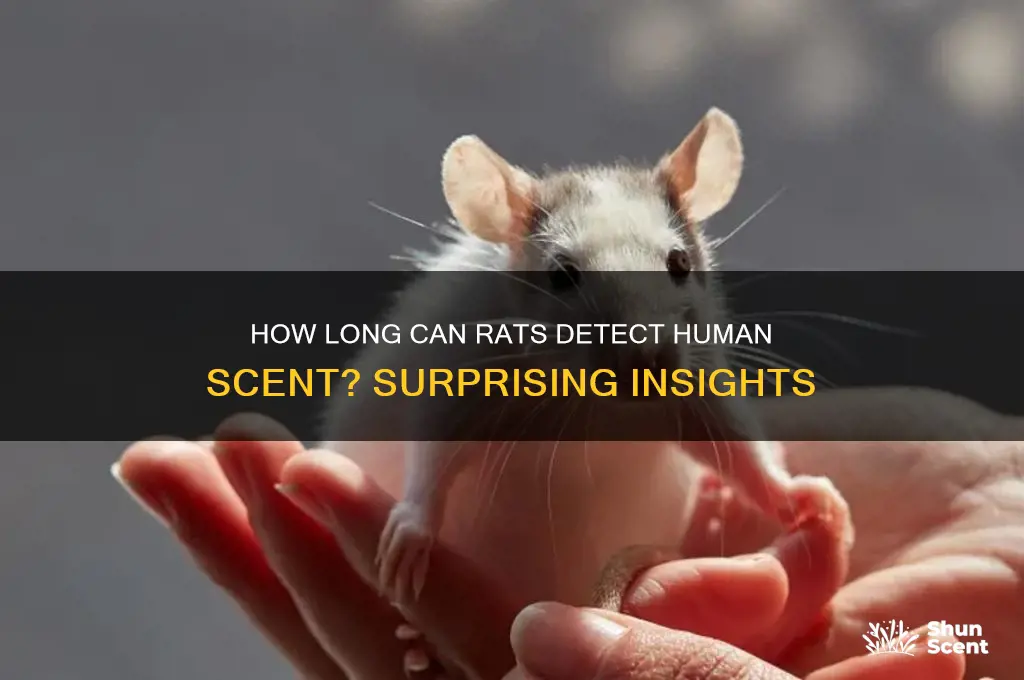 how long human scent detected by rats