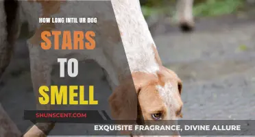 When Will Your Dog's Unique Scent Begin to Develop?