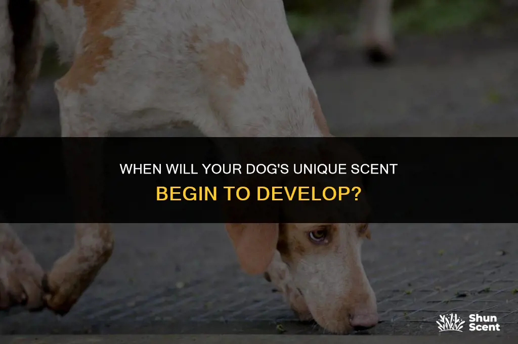 how long intil ur dog stars to smell
