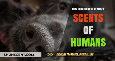 How Long Do Dogs Remember Human Scents? Uncovering Canine Memory