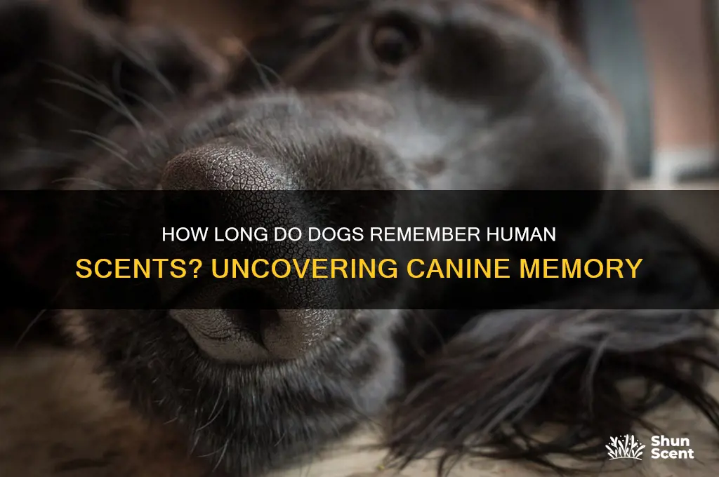 how long to dogs remeber scents of humans
