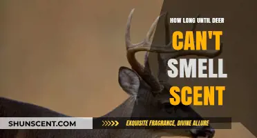 Deer Scent Detection: How Long Does It Take to Lose Your Scent?