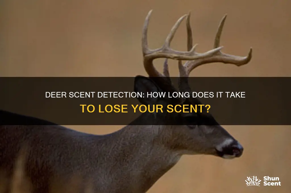 how long until deer can