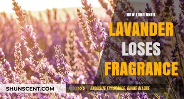 Unveiling Lavender's Fragrance: A Journey Through Time