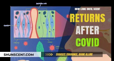 Regaining Your Sense of Smell: Post-COVID Recovery Timeline Explained