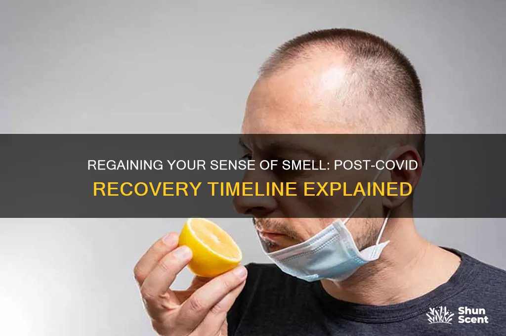 how long until scent returns after covid