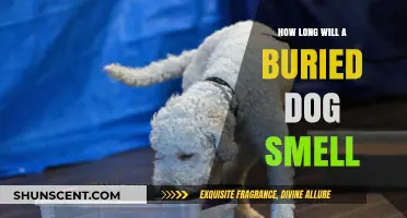 The Lingering Scent: How Long Does a Buried Dog Smell?