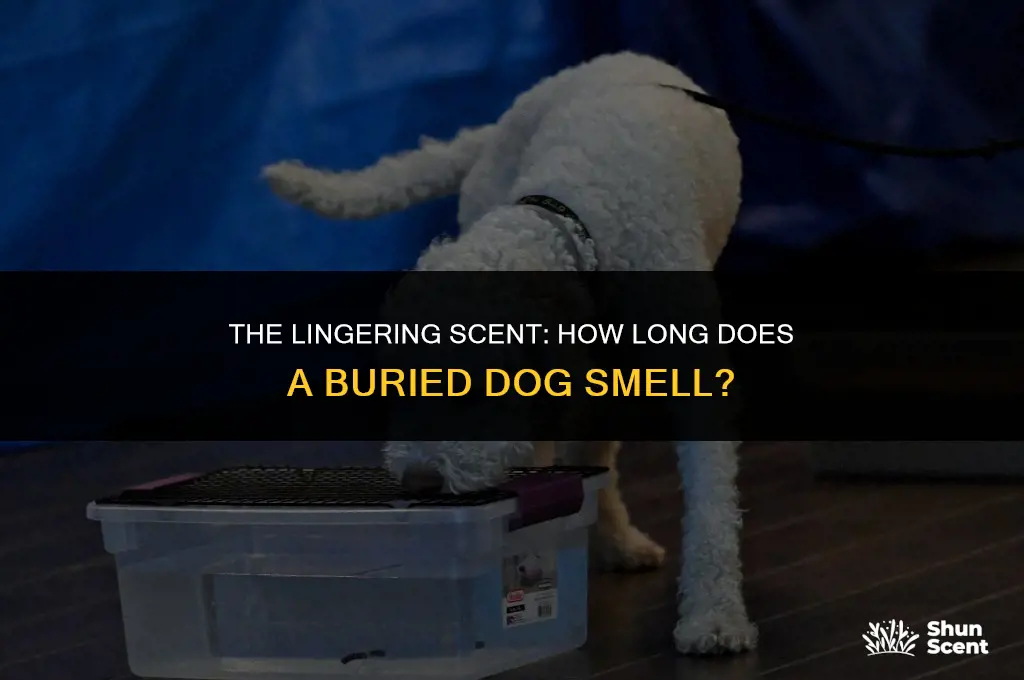 how long will a buried dog smell