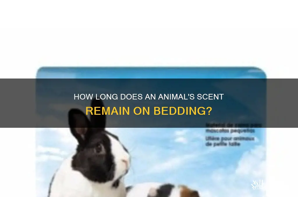 how long will an animals scent last on their bedding