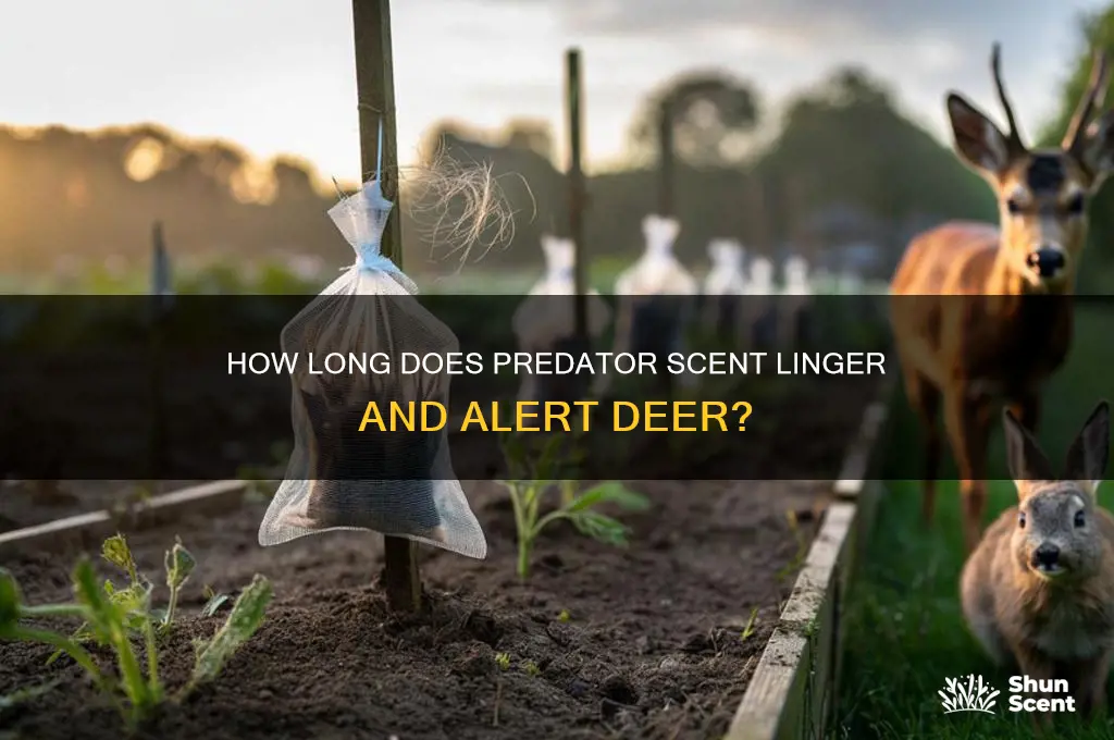 how long will predator scent to be detected by deer