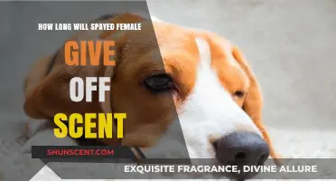 Spayed Female Scent Duration: How Long Does It Linger?