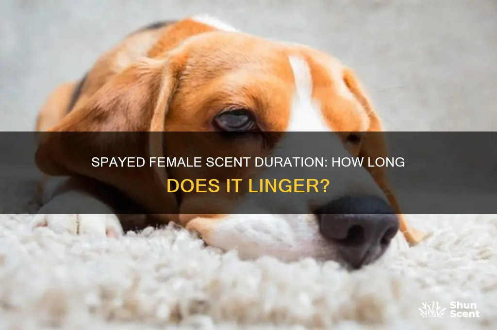 how long will spayed female give off scent