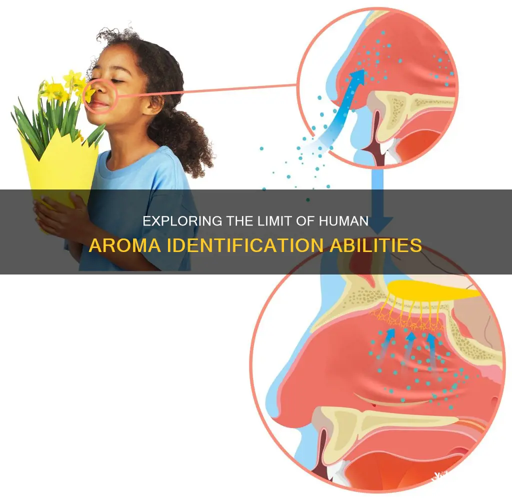 how many aromas can humans identify