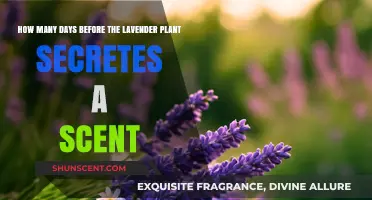 When Does Lavender Bloom: Unveiling the Scent Secretion Timeline