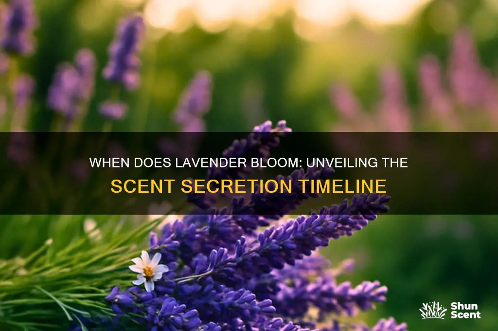 how many days before the lavender plant secretes a scent