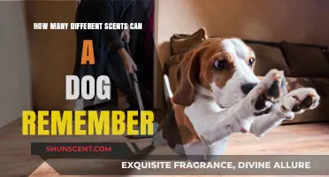 Dogs' Remarkable Scent Memory: How Many Scents Can They Recall?