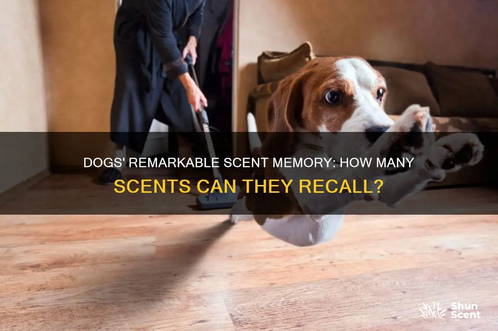 how many different scents can a dog remember