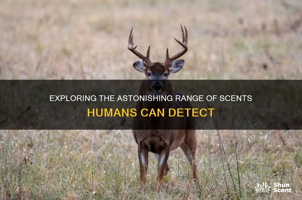 how many different scents can humans detect