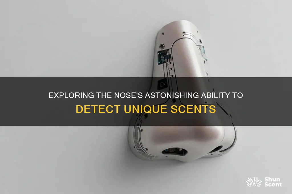 how many different scents can the nose dectect