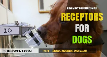 Unleashing the Canine Nose: Exploring Dogs' Diverse Smell Receptors