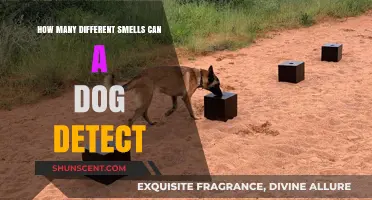 Unleashing the Canine Nose: A Journey Through a Dog's Scent Universe