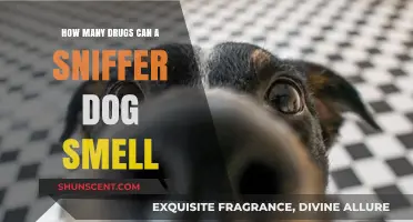 Unleashing the Power: A Sniffer Dog's Impressive Olfactory Abilities