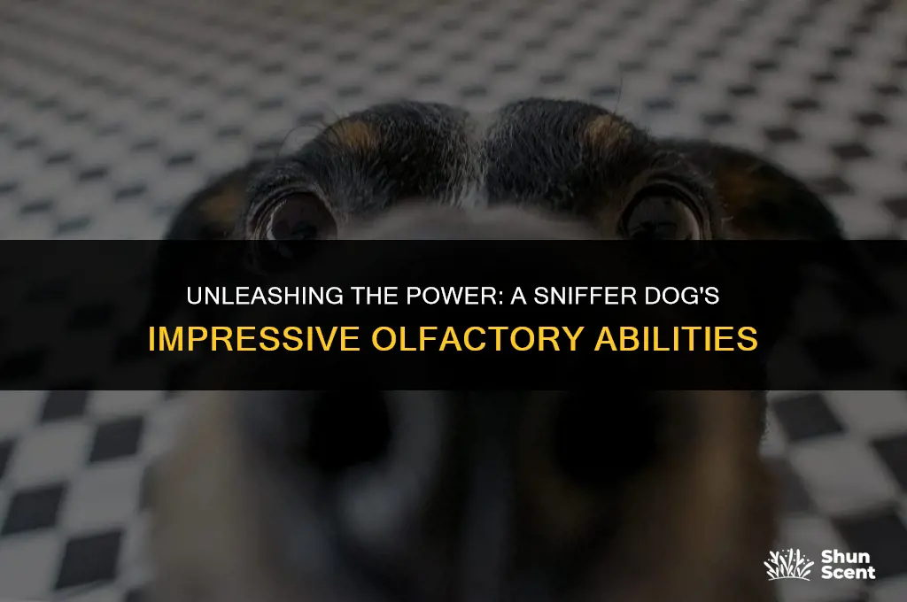 how many drugs can a sniffer dog smell