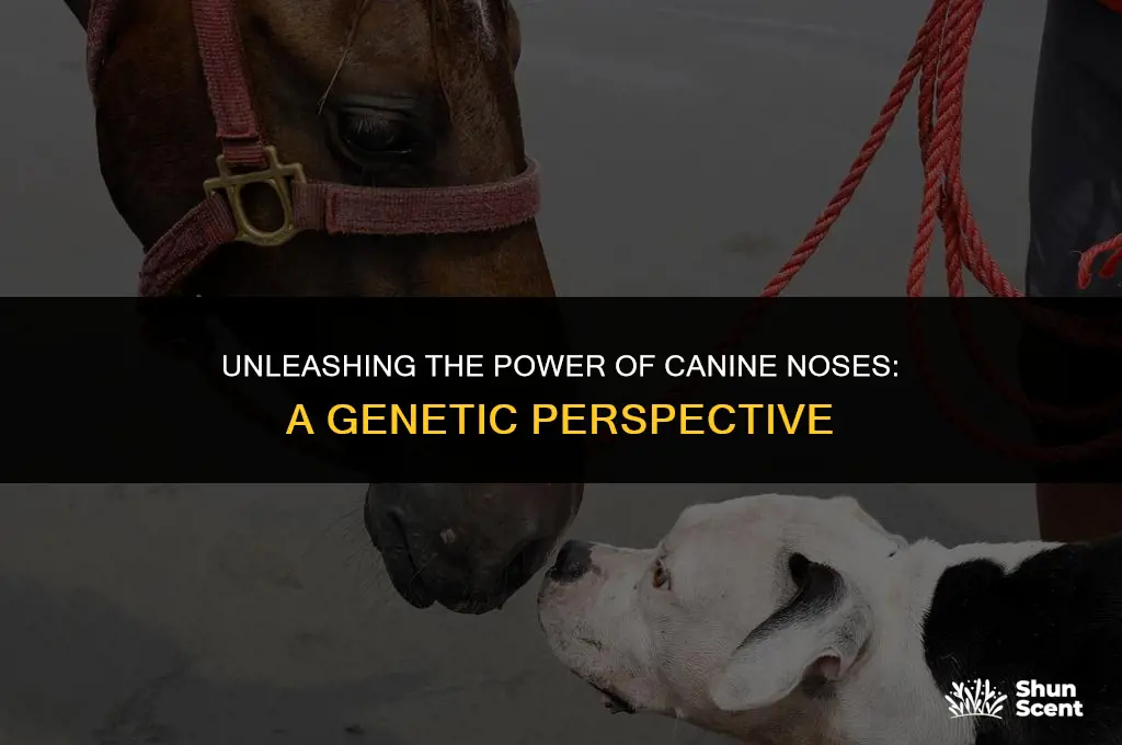 how many genes do dogs have to help them smell