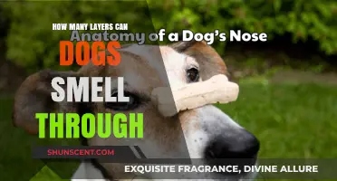 Unleashing the Canine Nose: Exploring the Depths of Dog Smell