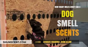 How Far Can a Dog's Nose Detect Scents?