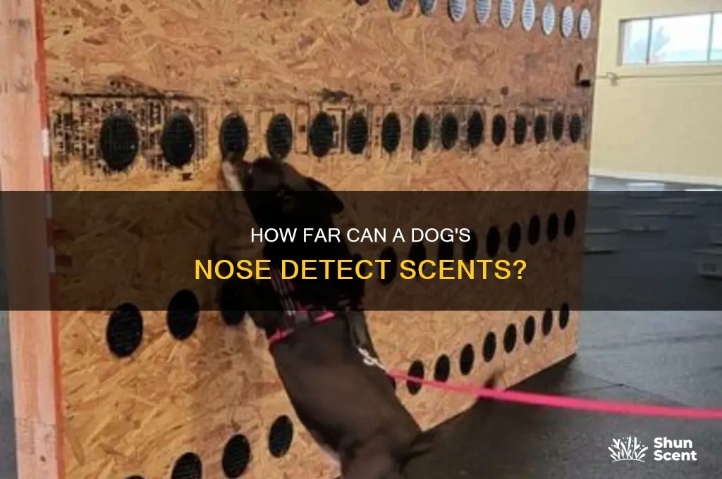 how many miles away can a dog smell scents