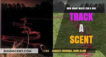 Unbelievable Scent Tracking: How Far Can Dogs Follow a Trail?