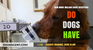Unleashing the Power: Exploring Dogs' Astonishing Scent Receptor Count