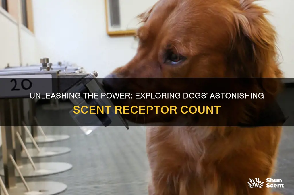 how many million scent receptors do dogs have