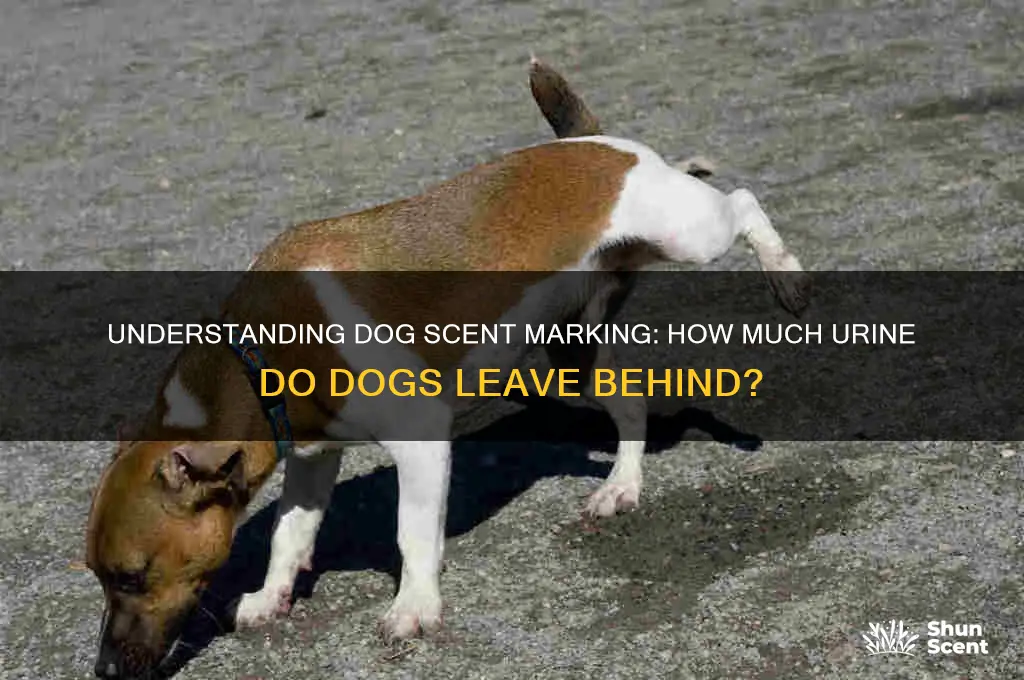 how many ml does a dog scent mark