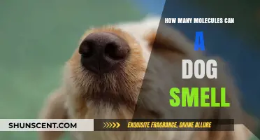 Unleashing the Power: A Dog's Extraordinary Sense of Smell Explained