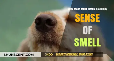 Unleashing the Power: A Dog's Sense of Smell Explained