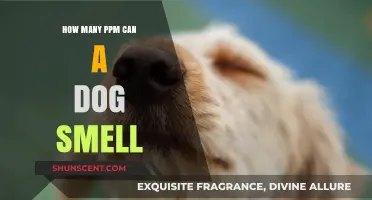 Unleashing the Power: A Dog's Incredible Sense of Smell Revealed