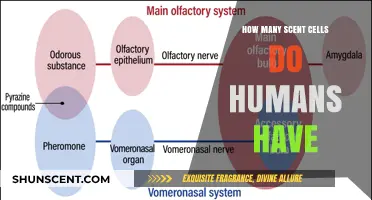 Unveiling the Human Olfactory System: Exploring Our Scent Cell Count