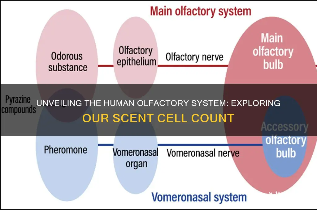 how many scent cells do humans have