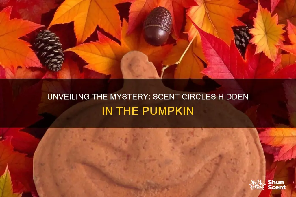 how many scent circles are in the pumpkin