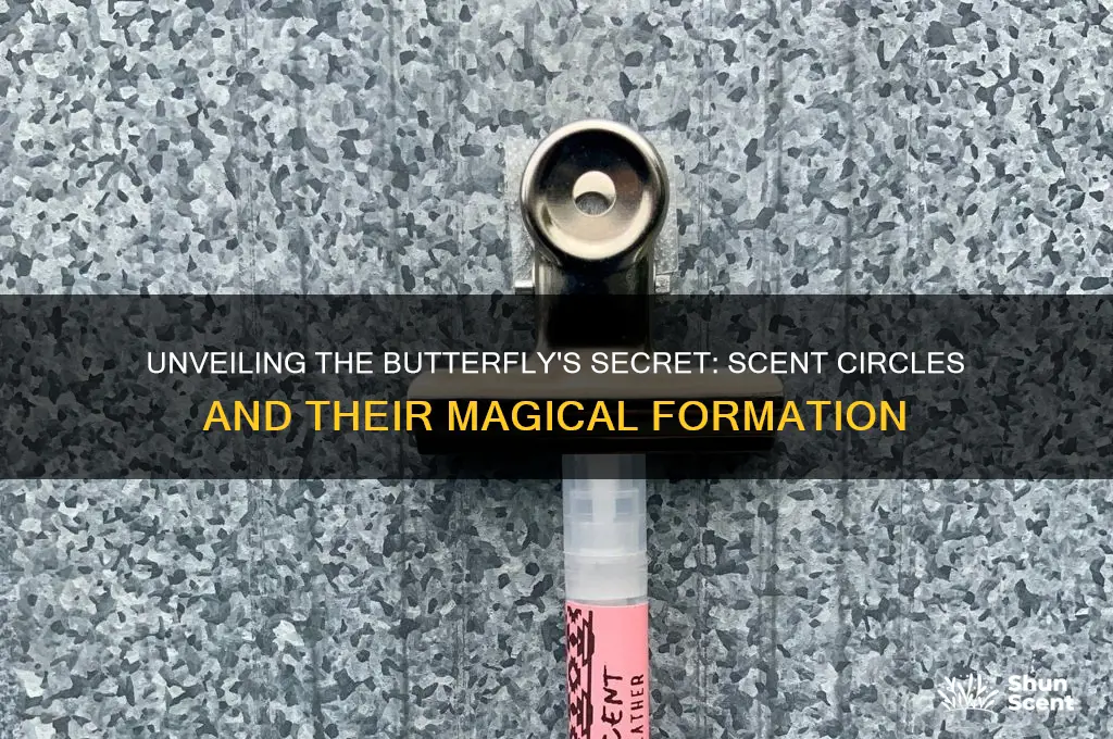 how many scent circles make the butterfly