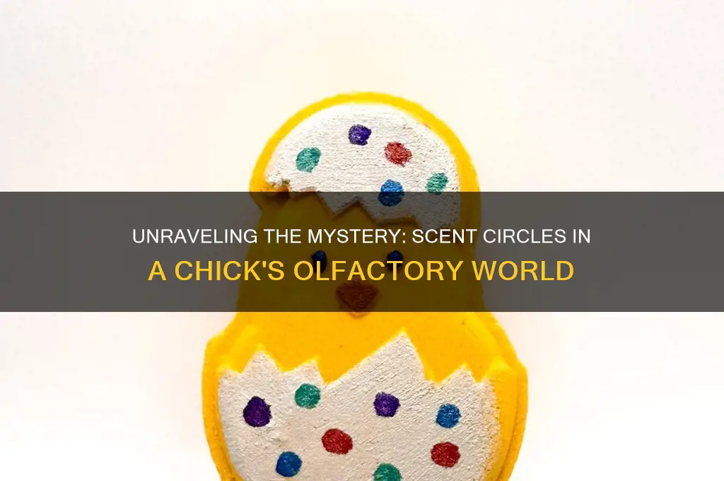 how many scent circles make up the chick
