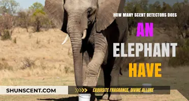 Elephant's Extraordinary Scent Detection: Unveiling Their Remarkable Olfactory Abilities